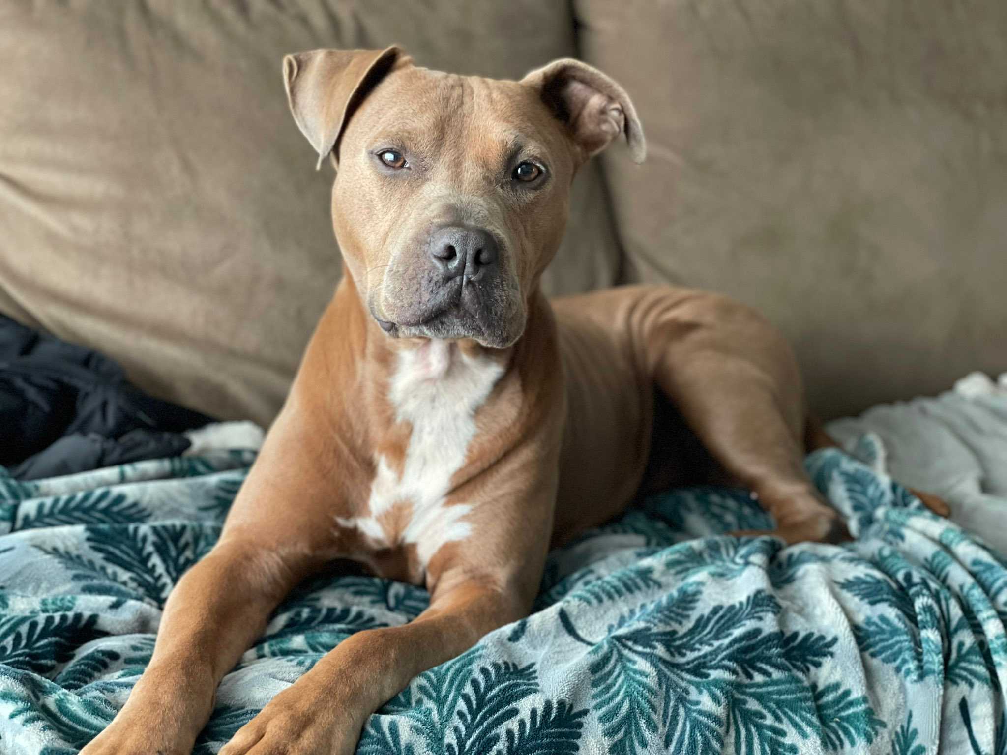 Clifford, a reddish-brown pitbull, dozing in a bean bag chair